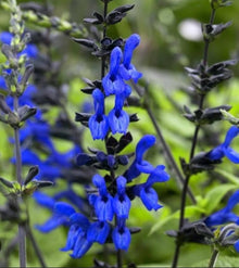 Black & Blue Salvia Guaranitica Sage Seeds for a fragrant addition to the herb patch