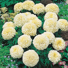 African Marigold Seeds (Tagetes erecta) for colorful blooms in the Flower Bed & Urban Garden