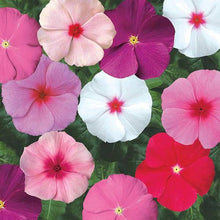 Indigo Rose Organic Tomato Seeds for growers stocking a kitchen garden