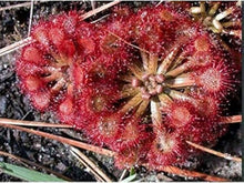 Insectivorous Gardening Seeds for seasonal color across the Pink Garden