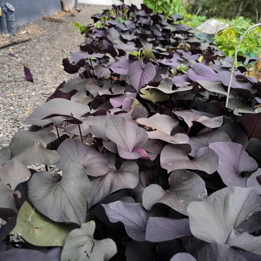 Sweet Potato Seeds Fresh Food Farm Garden Plants Vegetable Red Purple Potato Seeds  Ornamental Garden Plant for Home Gardening