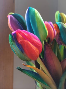Tulip flower Seeds (Tulipa spp.) for colorful blooms in the home garden with vibrant rainbow color options