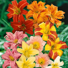 Daylily flower Seeds (Hemerocallis spp.) for seasonal color across the home garden or decorative outdoor landscapes