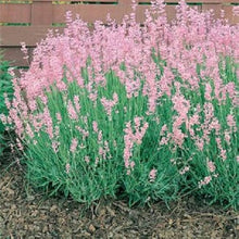 Am Wohlriechendsten Rosa Lavendel Seeds for colorful blooms in the Garden Decoration
