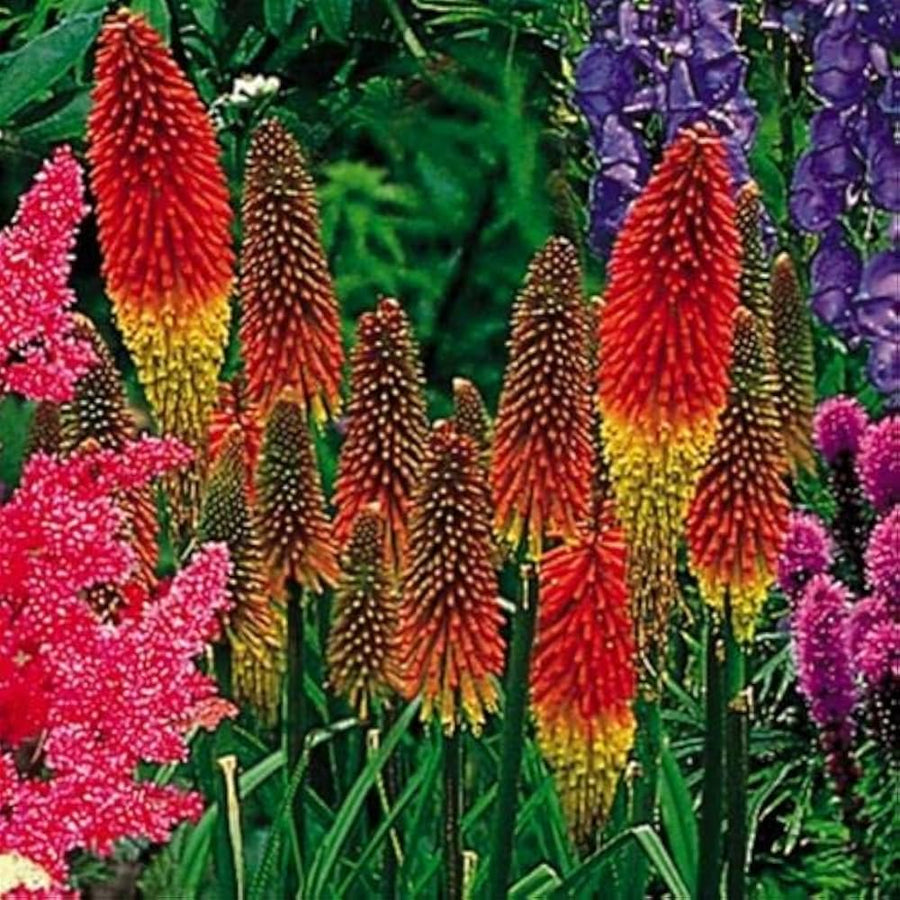 Torch Lily Kniphofia uvaria for planting in flower border