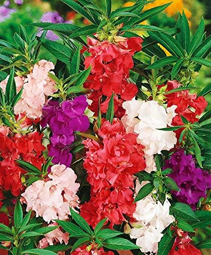 Balsam Pink Impatiens Flower - for planting in home garden