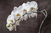 Phalaenopsis Orchid Seeds for a lasting display in the White Garden