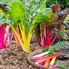 Rainbow Swiss Chard Beta vulgaris vegetable seeds for planting in kitchen garden containers - for planting in home garden