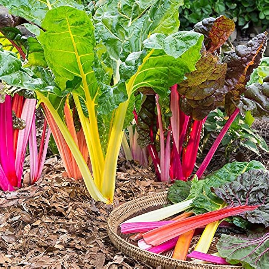 Rainbow Swiss Chard Beta vulgaris vegetable seeds for planting in kitchen garden containers - for planting in home garden