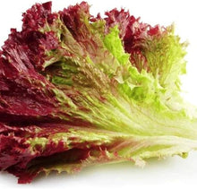 Cream Lettuce Seeds (Lactuca sativa) for a reliable harvest in the Garden