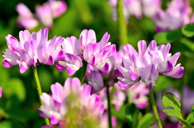 Chinese Milk Vetch Astragalus Sinicus Flower Seeds for Planting in Backyard Gardening and Cover Crop Beds - for planting in home garden
