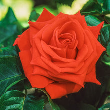 Tropicana Tea Rose Seeds (Rosa hybrid) for a bright addition to the Flower Home Garden