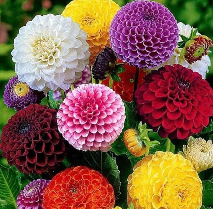 Dahlia Pompon Seeds for gardeners building out beds and borders