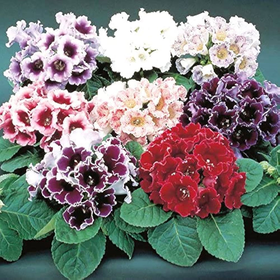 Gloxinia Sinningia speciosa flower seeds for planting in home garden planters and indoor decor - for planting in home garden