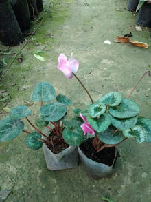 Cyclamen Perennial Seeds for a bright addition to the Garden