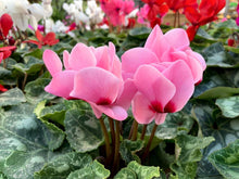 Cyclamen Seeds (Cyclamen persicum) for growers filling out the shaded garden or indoor pots