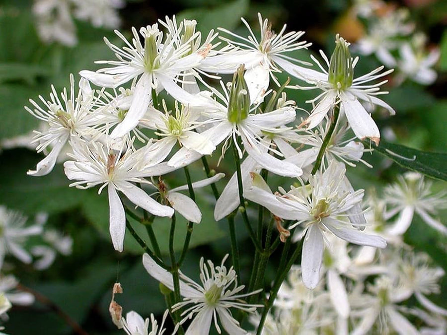 Clematis Seeds (Clematis alpina) for colorful blooms in the vertical garden or trellis spaces