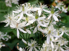 SWEET AUTUMN VINE Seeds (Clematis terniflora) for climbing cover in the Garden