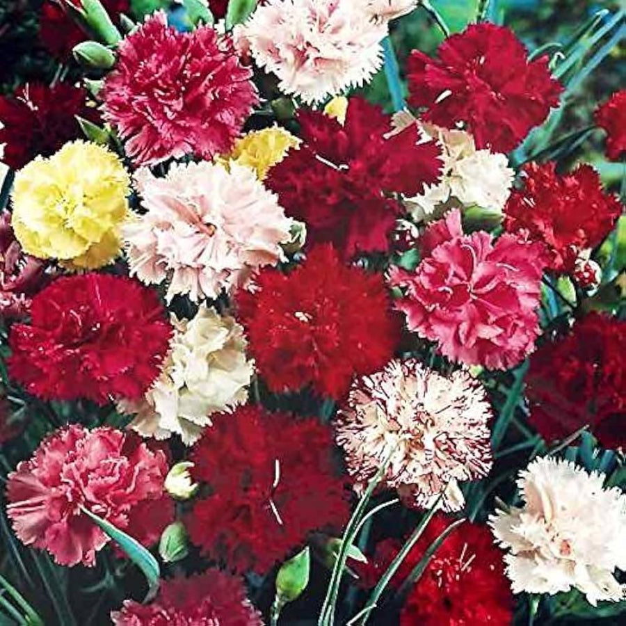 Dianthus Sonata Plumarius mix flower seeds