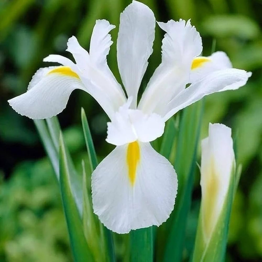 Iris Iris germanica White flower seeds for planting in backyard garden or home flower beds - for planting in home garden