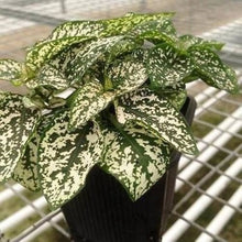 Hypoestes White Polka Dot Plant Seeds for growers seeking a long-blooming display