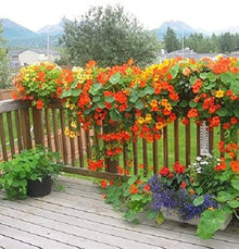 Nasturtium ‘Jewel Mix’ flower Seeds for a colorful addition to any planting