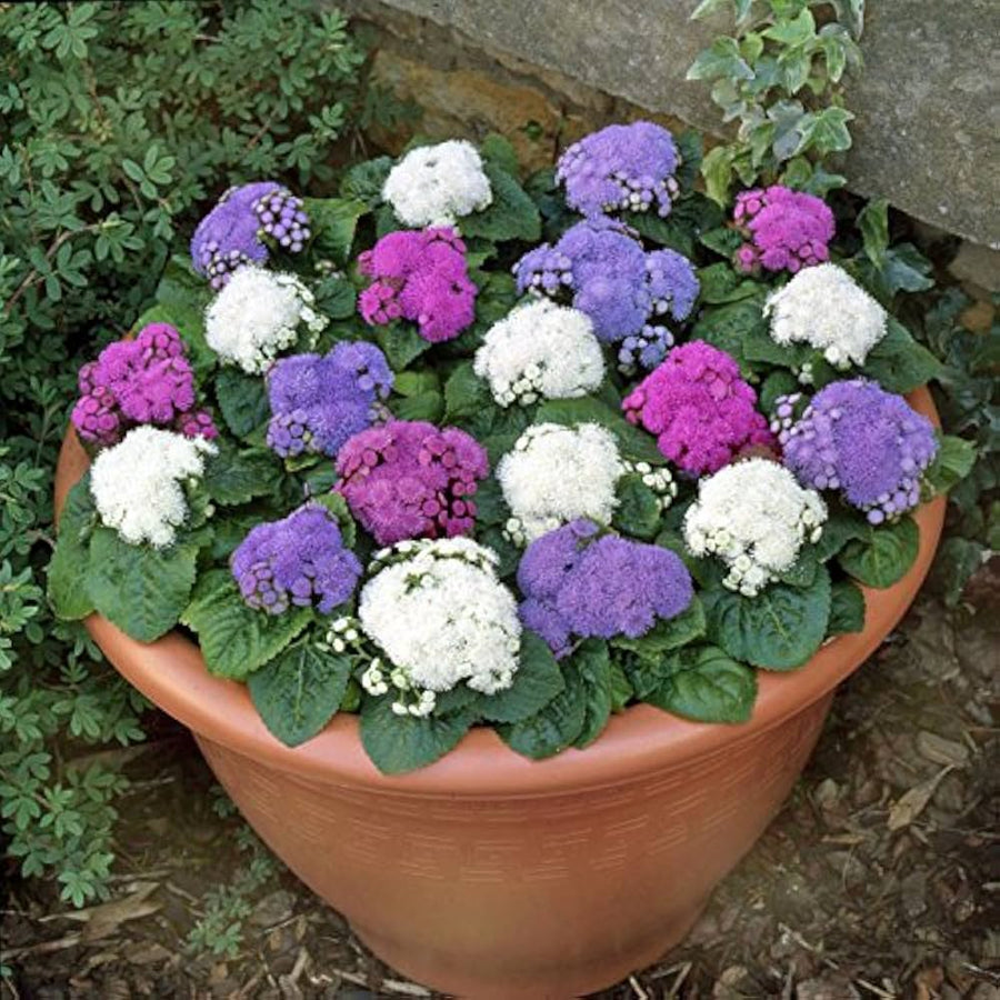 Ageratum Ageratum Mexicanum Mixed Colors Flower Seeds for Planting – Ideal for Decorative Home Garden Planting