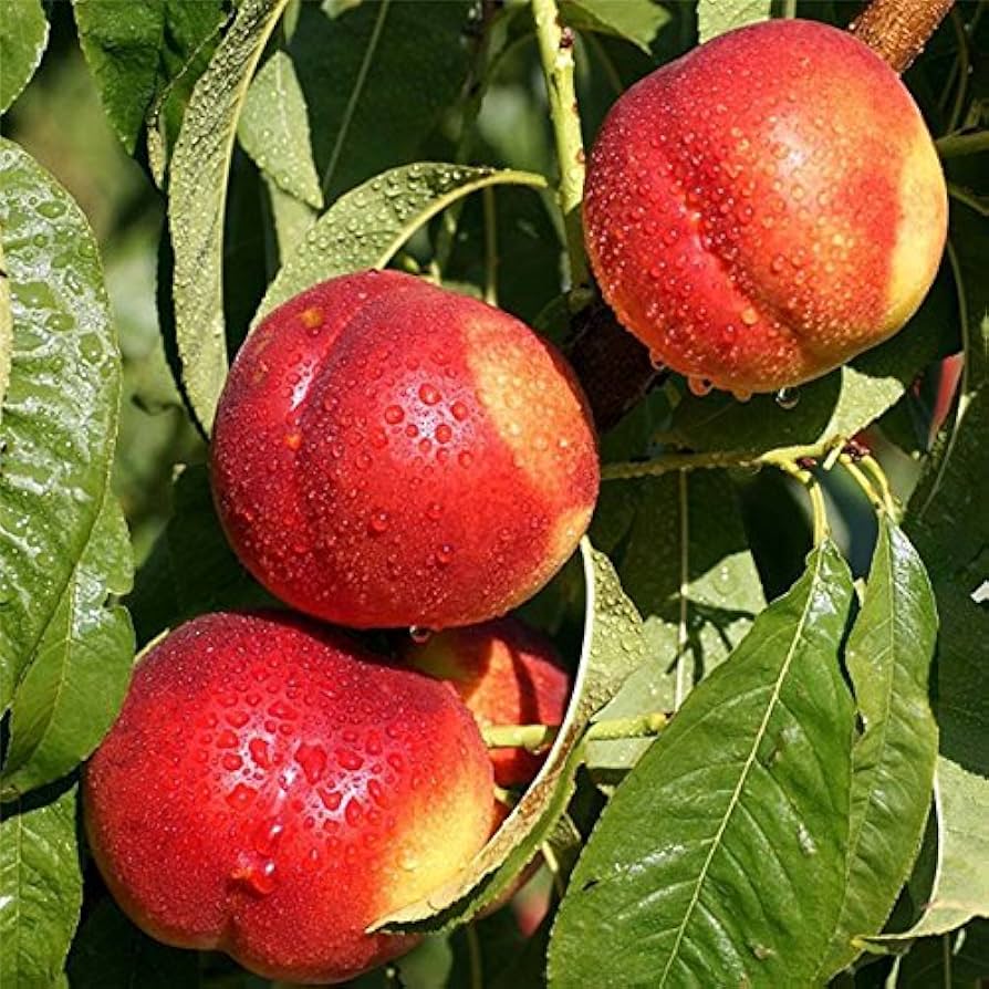 Sweet Yellow Peach Bonsai Seeds for Fruit-Bearing Bonsai Trees