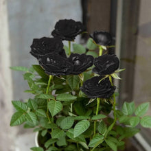 Ankunft Seeds (New seltene) for a colorful addition to any planting