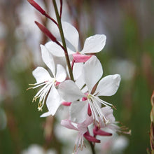 Gaura Seeds for seasonal color across the Gaura bed wildflower garden