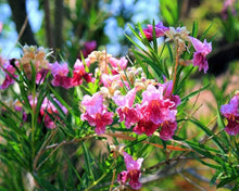 Desert Willow Seeds (Chilopsis linearis) for long-term planting in the Garden