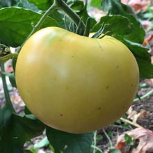 Radish Raphanus Sativus White Hailstone Seeds for a fresh homegrown crop from the Quick Kitchen Garden Harvest