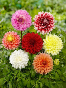 Dahlia Seeds for seasonal color across the Yellow Garden Planting