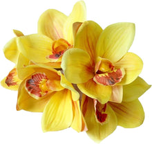 Cymbidium Orchid Seeds for colorful blooms in the Home Garden & Flower Bed