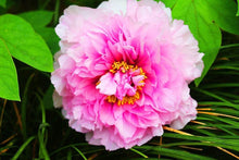 Patio Peony Seeds (Paeonia suffruticosa) for a bright addition to the Compact Balcony Planting
