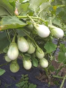 White Eggplant ‘Amburgine’ Seeds (Solanum melongena) for home growers seeking a reliable harvest