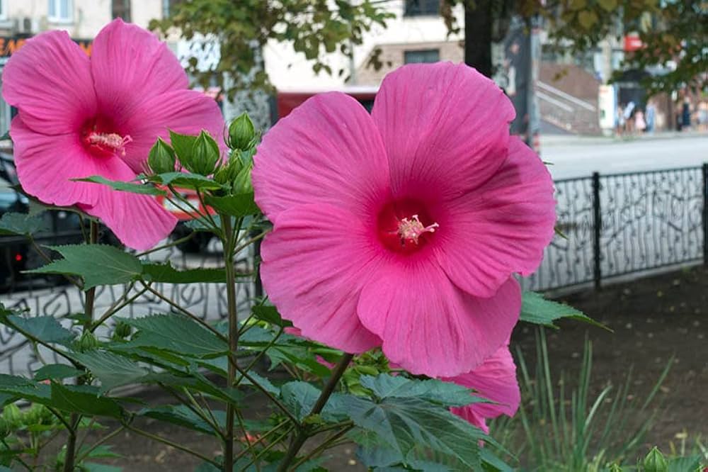 Pink Hibiscus Moscheutos Flower Seeds