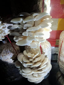 Sterile Yellow Brittlegill Russula Puellaris Mushroom Mycelium Seeds for a colorful addition to any planting