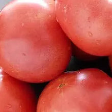 Bradley Tomato Seeds for home growers seeking a reliable harvest
