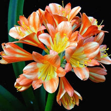 Clivia Seeds for growers seeking a long-blooming display