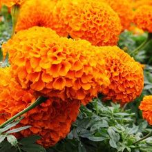 Marigold Seeds for a colorful addition to any planting