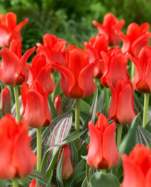 Tulips Red Seeds for a bright addition to the home garden flower bed