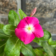 Rose Halo Vinca Flower Seeds Annual