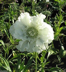 Pure White Scabiosa Seeds for reliable seasonal color