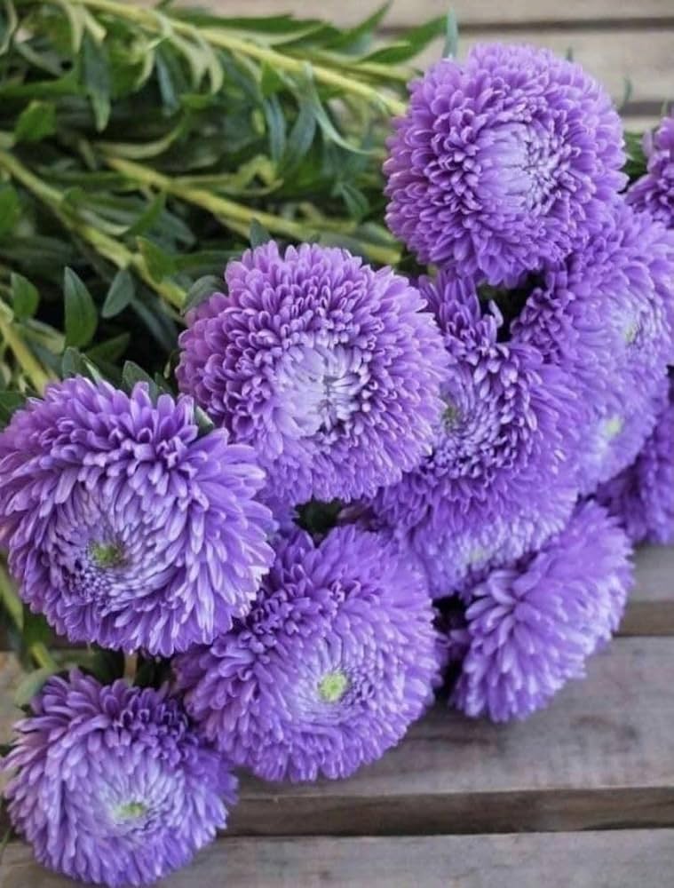Aster Multicolored Rainbow Chrysanthemum Perennial Flower - for planting in home garden