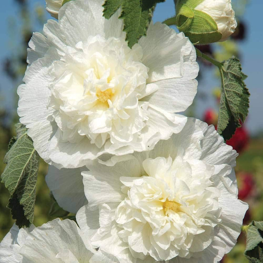 Chater���������s White Icicle ��������� Alcea rosea ��������� for planting in flower bed