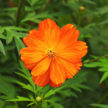 Cosmos Cosmic Orange Seeds for a homegrown harvest from the Vibrant Orange Blooms in the Garden