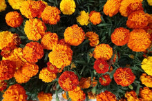 Giant Orange Hawaii Marigold flower Seeds prized for 4-inch blooming annuals