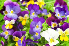 Pansy Viola Tricolor Seeds for growers filling out the Colorful Garden Planting