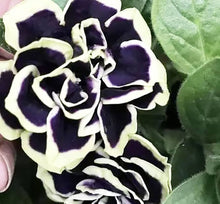 Black Petunia (Petunia hybrida) for planting in hanging baskets